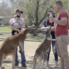 A man joyfully feeds kangaroos in a sunny park, while three women watch, one holding a baby, creating a playful scene.