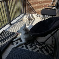 Two dogs lounge on a cozy balcony, basking in sunlight, evoking a tranquil, relaxed atmosphere of companionship.