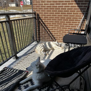 Two dogs lounge on a cozy balcony, basking in sunlight, evoking a tranquil, relaxed atmosphere of companionship.