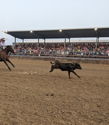 Cowboy chases calf on horseback in a lively rodeo, with an engaged crowd under a covered stand, evoking excitement and tradition.