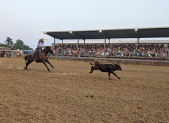 Cowboy chases calf on horseback in a lively rodeo, with an engaged crowd under a covered stand, evoking excitement and tradition.