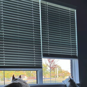 Two dogs in a cozy room: one relaxed on a couch, the other gazing curiously out the window, creating a peaceful atmosphere.