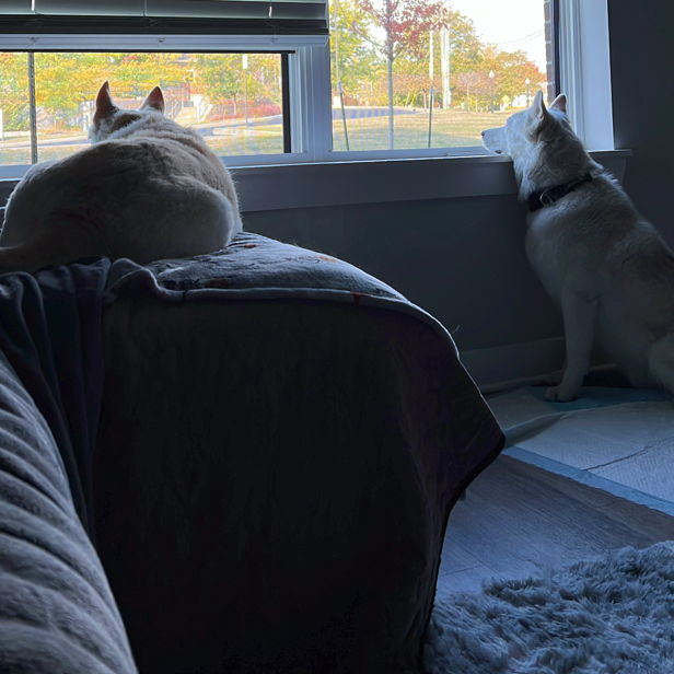 Two dogs in a cozy room: one relaxed on a couch, the other gazing curiously out the window, creating a peaceful atmosphere.