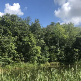 Lush forest and calm water under a bright sky evoke peace, joy, nostalgia, and wonder in a serene natural landscape.