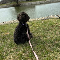 A small black dog sits on grass by water, ears perked, in a peaceful, serene setting that invites reflection.