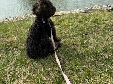A small black dog sits on grass by water, ears perked, in a peaceful, serene setting that invites reflection.