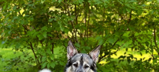 A relaxed gray dog lies on green grass, evoking joy and tranquility in a lush, peaceful outdoor setting.