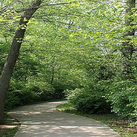 Winding path through lush greenery, tall trees and sunlight create a serene, tranquil atmosphere inviting exploration.