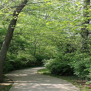 Winding path through lush greenery, tall trees and sunlight create a serene, tranquil atmosphere inviting exploration.