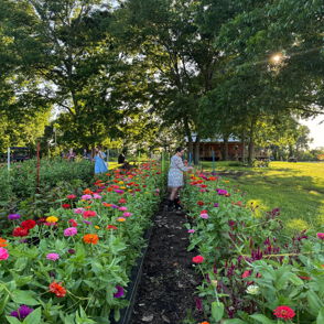 Vibrant garden with colorful zinnias; two people tending flowers, creating a serene, joyful, and nurturing atmosphere.
