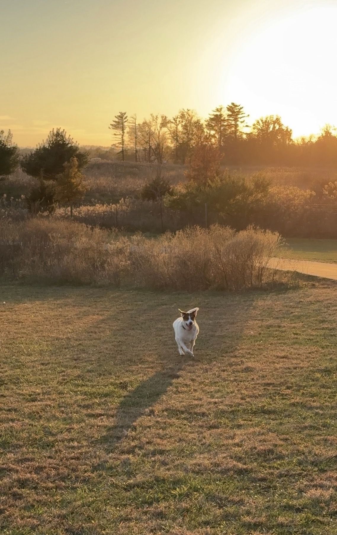 Sunset landscape with a joyful dog running in a grassy area, evoking happiness and the beauty of nature.