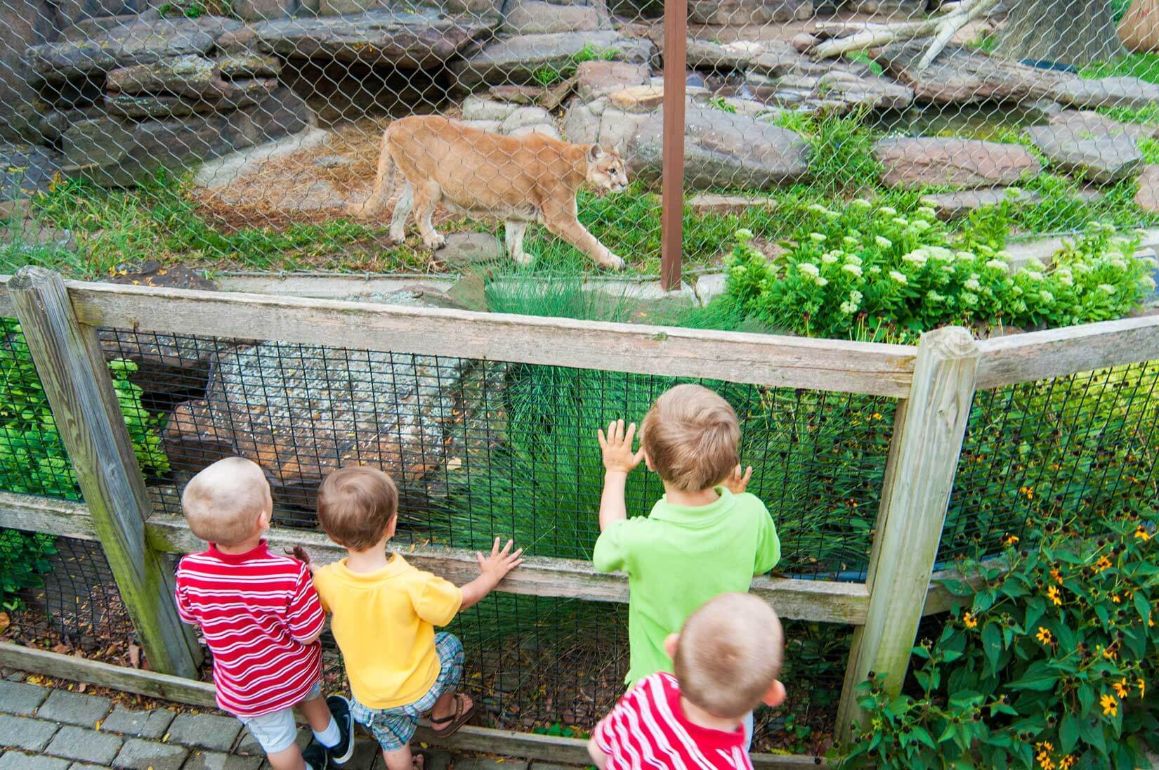 Children in colorful shirts watch a large cat at the zoo, expressing excitement and curiosity against a natural backdrop.