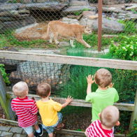 Children in colorful shirts watch a large cat at the zoo, expressing excitement and curiosity against a natural backdrop.