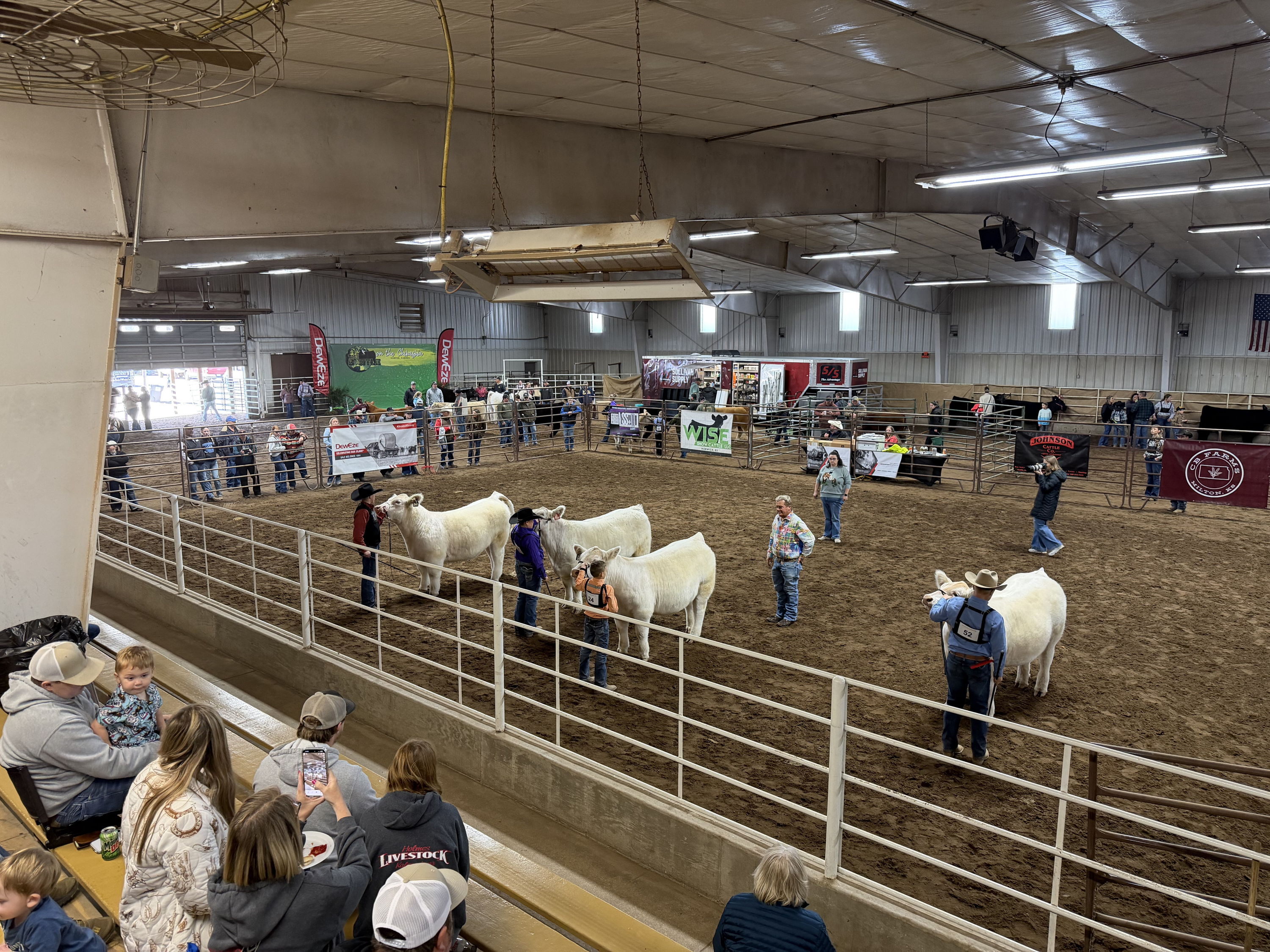 Indoor cattle show with families observing participants guiding cows, showcasing community, competition, and nostalgic traditions.
