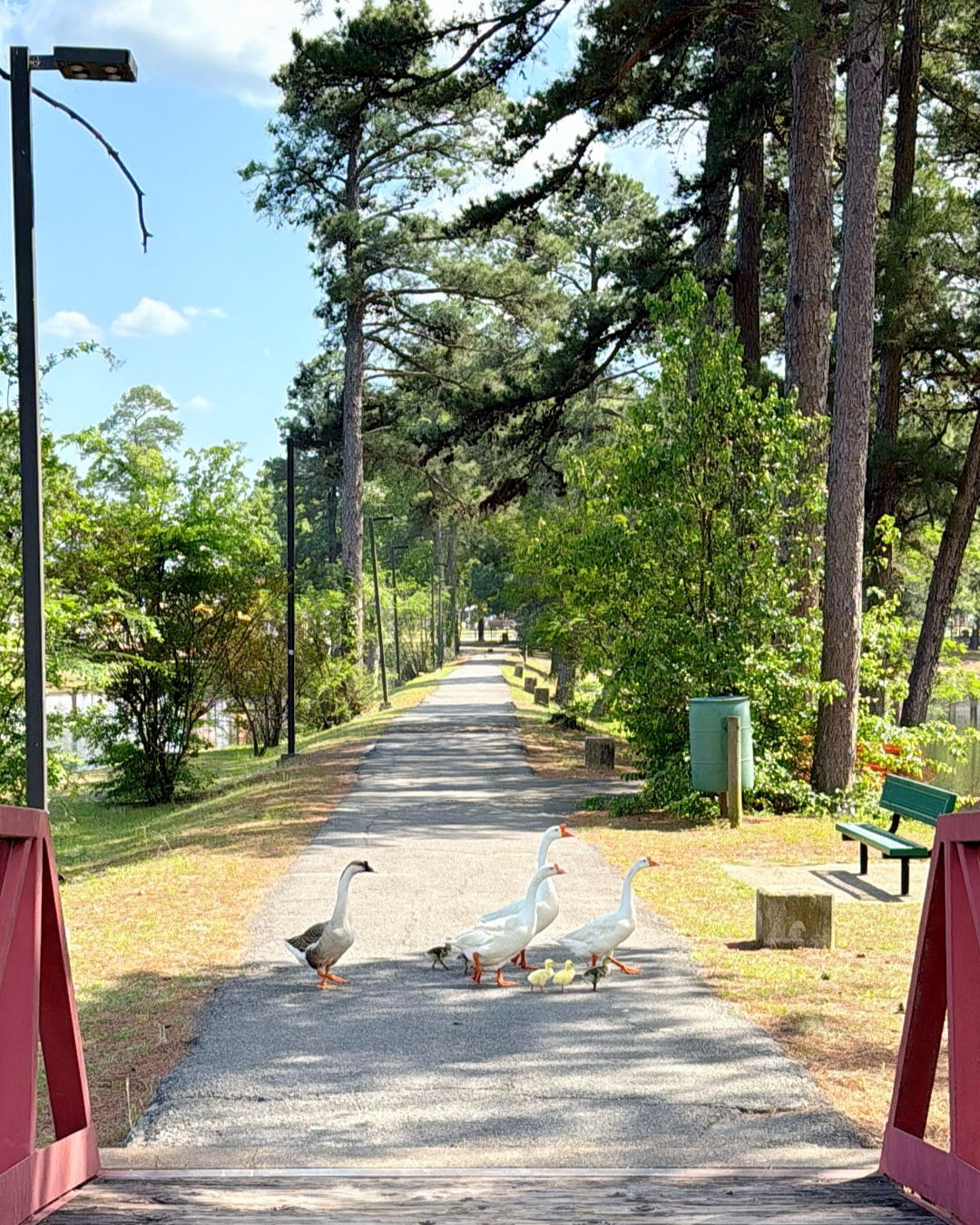 Serene park pathway with trees and geese near water, sunlight casting a warm glow; evokes tranquility and joy in nature.