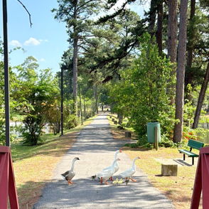 Serene park pathway with trees and geese near water, sunlight casting a warm glow; evokes tranquility and joy in nature.