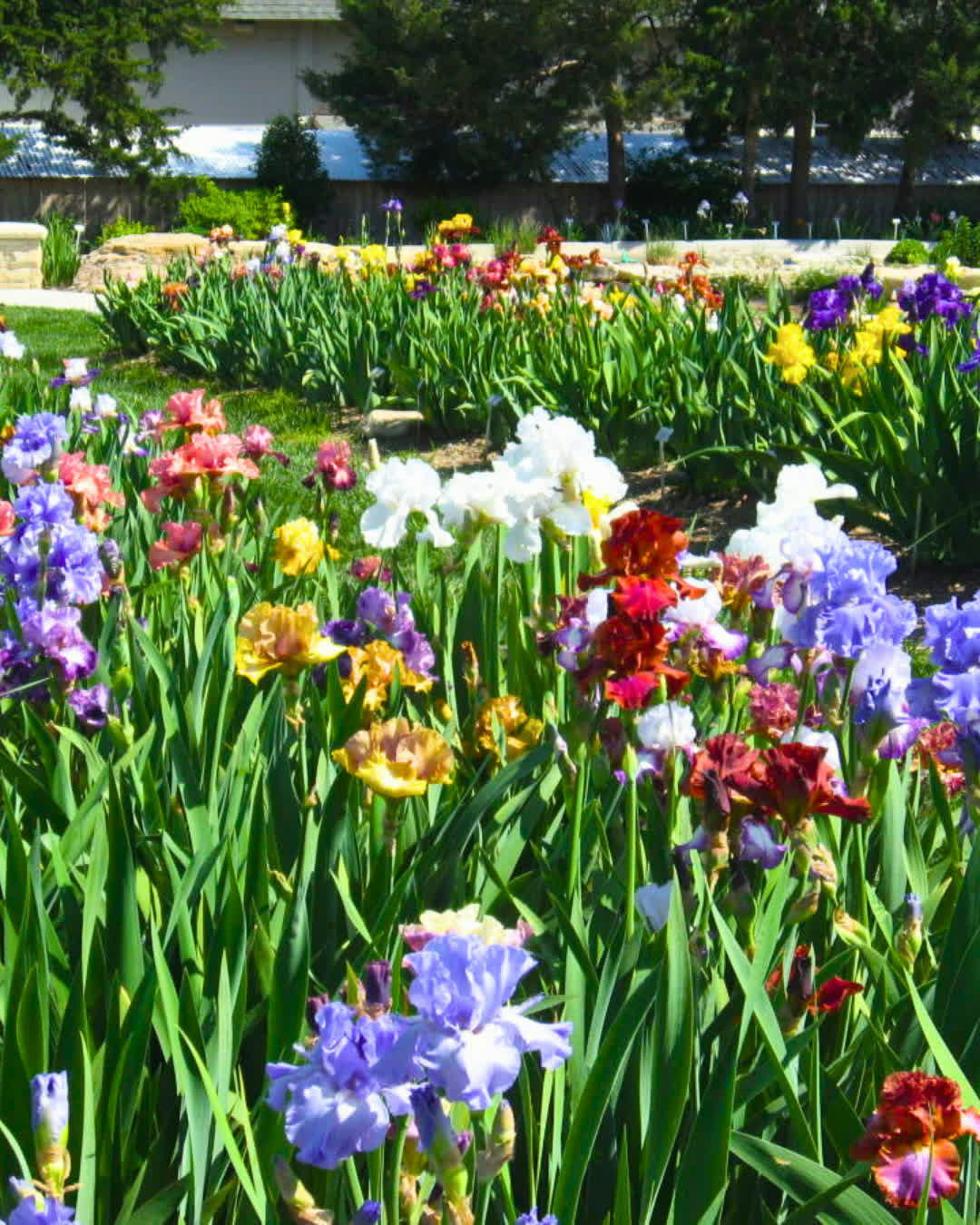 A vibrant garden with colorful irises in purple, yellow, red, and white, evoking joy, tranquility, and appreciation for nature.