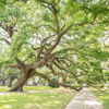 A large, twisting tree with green leaves beside a pathway, casting dappled sunlight, evokes tranquility and connection to nature.