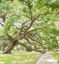 A large, twisting tree with green leaves beside a pathway, casting dappled sunlight, evokes tranquility and connection to nature.