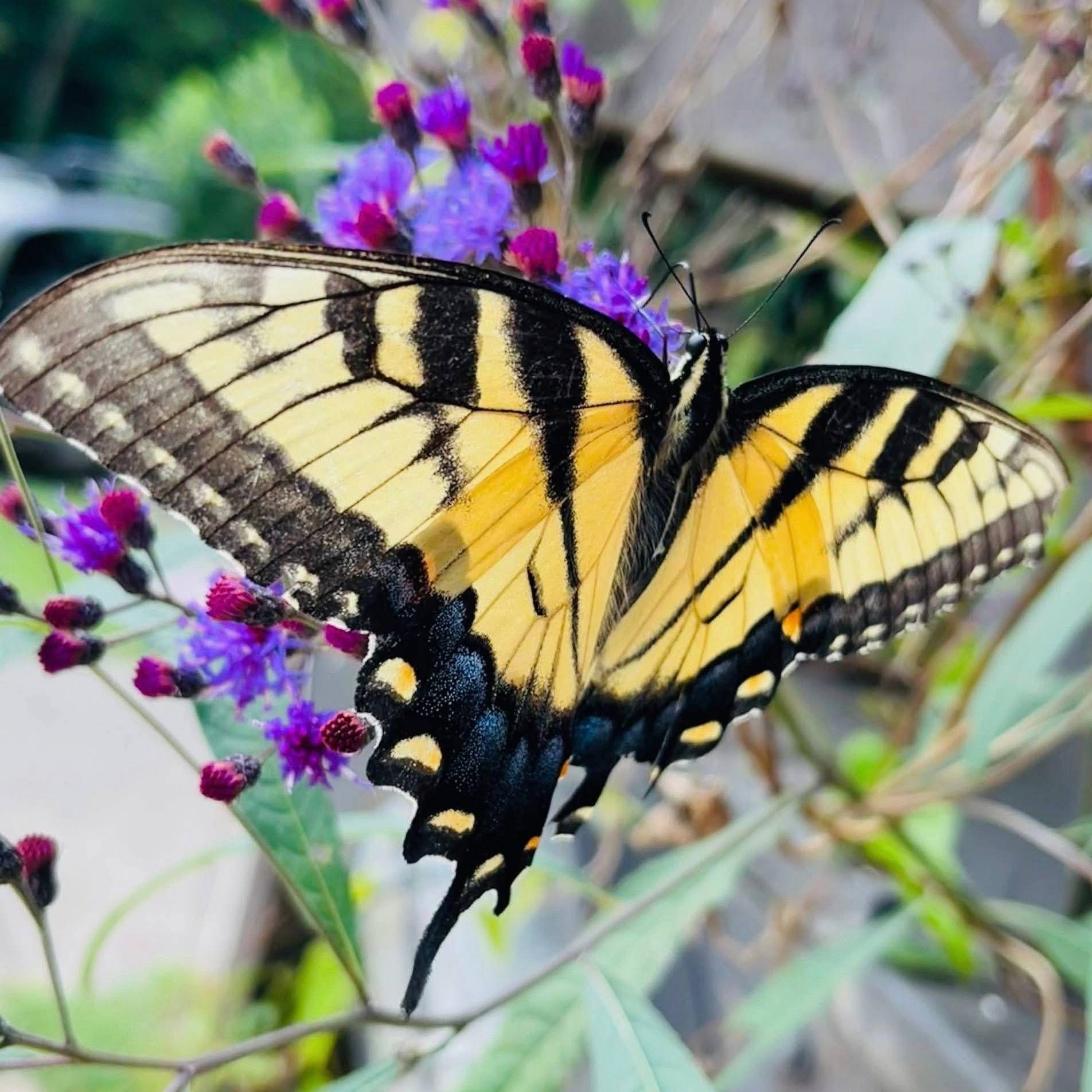 Vibrant yellow and black striped butterfly perched on purple flowers, evoking tranquility and appreciation for nature's beauty.