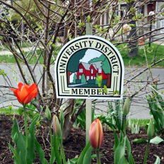 "Sign saying 'University District Member' amidst colorful tulips, evoking community pride and connection to nature."