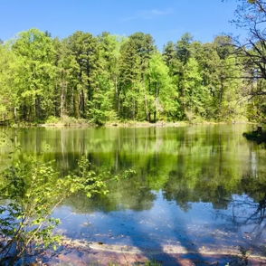 Tranquil landscape with calm water, lush greenery, tall trees, and a clear blue sky, evoking peace and contemplation.
