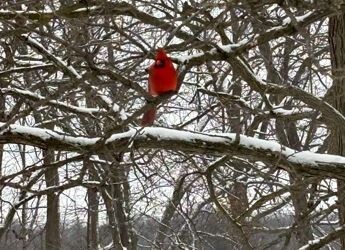 A bright red cardinal on a snow-covered branch creates a striking contrast against bare trees, symbolizing hope in winter.