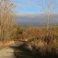Winding dirt path among tall trees with autumn foliage; evokes tranquility, nostalgia, and invites exploration in nature.