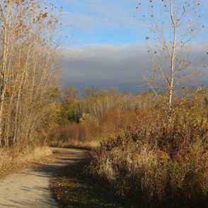 Winding dirt path among tall trees with autumn foliage; evokes tranquility, nostalgia, and invites exploration in nature.