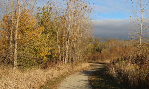 Winding dirt path among tall trees with autumn foliage; evokes tranquility, nostalgia, and invites exploration in nature.